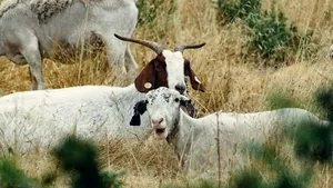 Carantină națională timp de 30 de zile pentru oi și capre. Mișcarea animalelor, suspendată