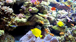 Descifrarea genomului unor alge marine ar pute ajuta în lupta împotriva încălzirii globale