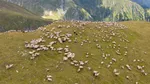 Când ajung vaccinurile pentru oi și capre în România. Comisia Europeană anunță data. Campania de vaccinare începe mai târziu decât au promis autoritățile române