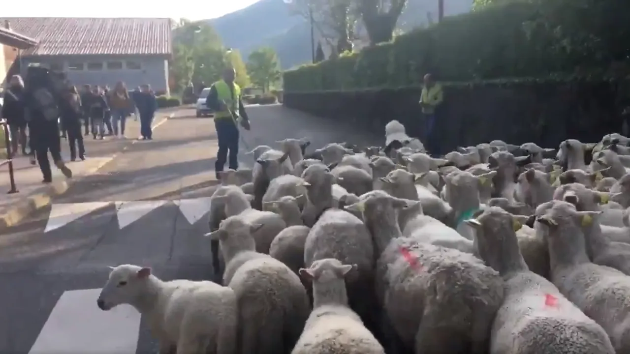 Gest neobişnuit: 15 oi, înscrise simbolic la o şcoală din Franţa, pentru a se evita închiderea unei clase | VIDEO