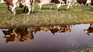 România va exporta peste 500.000 de vaci în China: 