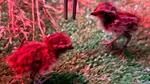 O specie considerată dispărută revine în Spania: primele exemplare