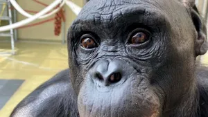 Maimuțele pot „juca teatru”: Ce s-a descoperit la o petrecere cu ceai despre imaginația primatelor