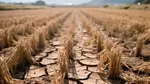 Record de temperatura extremă în Japonia: 41,8°C, culturile de orez în pericol