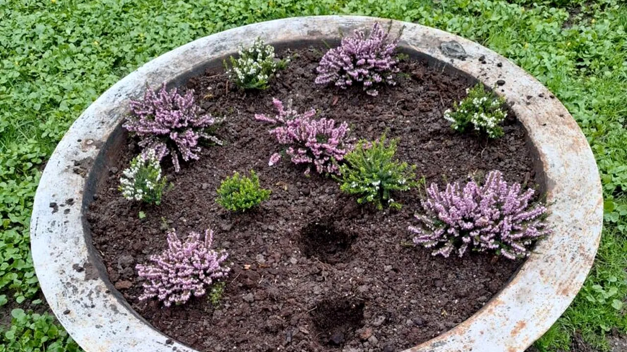 Florile din Parcul Cișmigiu, păzite de polițiști locali. Sute de flori au fost furate în câteva zile