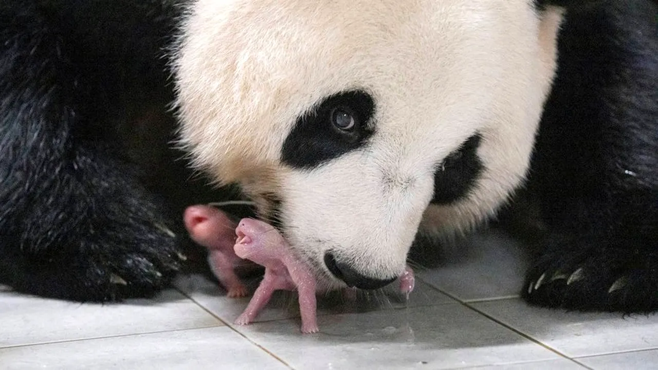 O grădină zoologică din Coreea de Sud a anunţat naşterea primilor gemeni de panda gigant