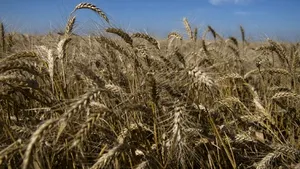 Irakul a cumpărat 50.000 de tone de grâu din România