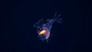 31 de noi specii marine au fost descoperite într-o zonă puțin explorată a Atlanticului