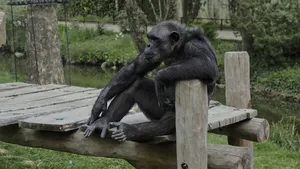 Cimpanzeii își pot schimba convingerile pe baza dovezilor noi, arată un studiu. Raționament similar celui uman