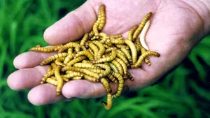 Un japonez a eliberat într-un tren sute de insecte pentru a speria femeile
