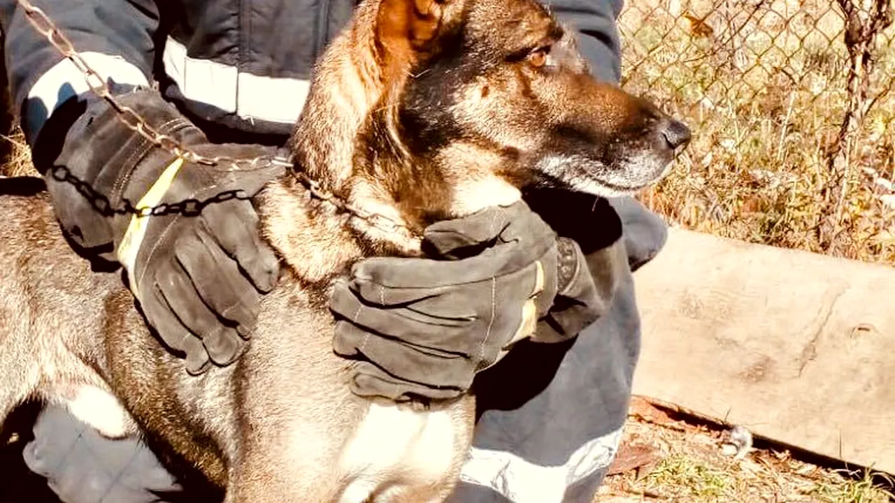 Boris, un câine lup, salvat de pompieri după ce a căzut într-o fântână adâncă de 12 metri din Tismana