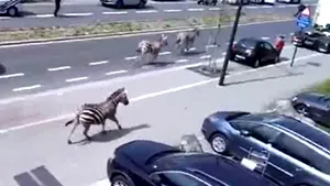 Imagini inedite: Trei zebre, libere pe străzile din Bruxelles - VIDEO
