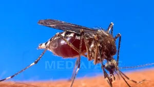 O specie de ţânţari capabilă să transmită virusul West Nile, depistată în Marea Britanie