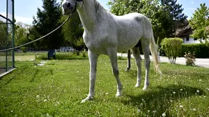 Jandarmii îi caută stăpân lui Şarlatan, un cal de 18 ani din Detaşamentul de Cavalerie