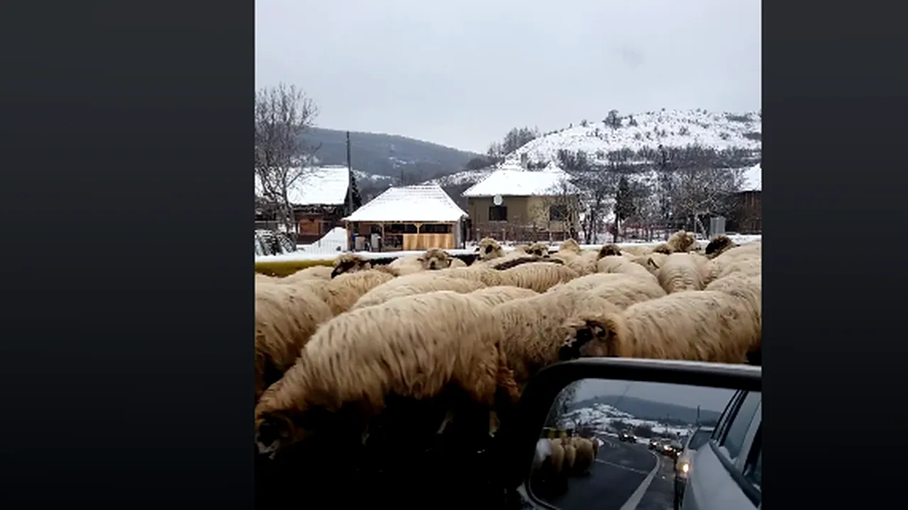 Imagini incredibile pe un drum european din România. O turmă de oi, scăpată de sub control, la lins sarea de pe asfalt