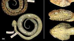 Vipera care-i poartă numele lui James Hetfield. O nouă specie de şarpe veninos a fost botezată după solistul Metallica