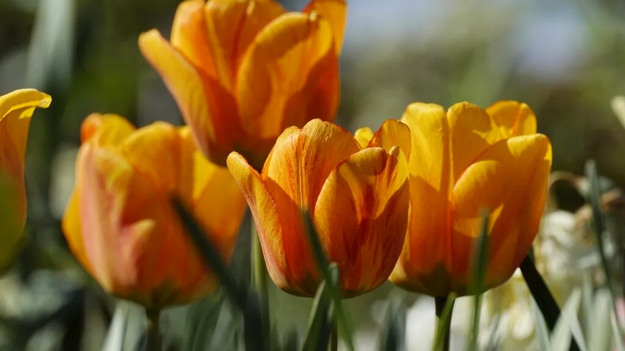 Cum să adopți un stil de viață sănătos primăvara: 5 sfaturi esențiale