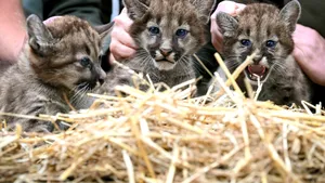 Trei pui de pumă au venit pe lume într-o grădină zoologică din Germania. Vizitatorii sunt invitați să le aleagă numele