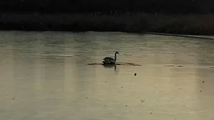 Pompierii arădeni au fost chemaţi să salveze lebedele de pe o baltă care a îngheţat 