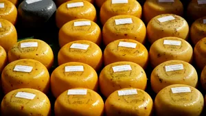 Tone întregi de cocaină ascunse în bucăți de brânză gouda. Valoare totală a drogurilor depășea 530 de milioane de euro