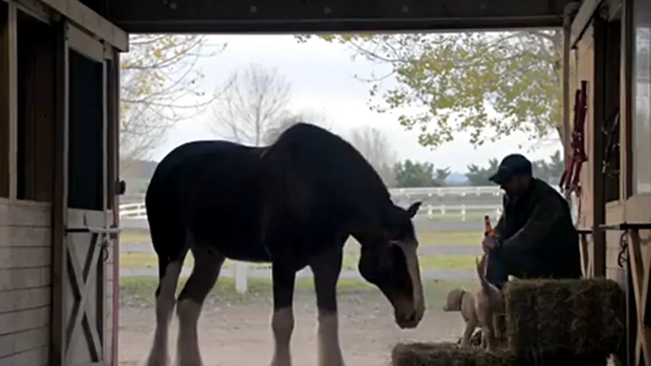 SUPER BOWL 2015 - Cele mai frumoase reclame din timpul finalei de fotbal american - VIDEO