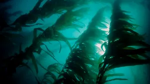 Restaurarea pădurilor de alge marine nu va atenua schimbările climatice. Avertismentul unui nou studiu