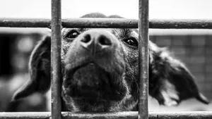 Cel mai mare adăpost de animale din Galaţi, în pericol din cauza coronavirusului