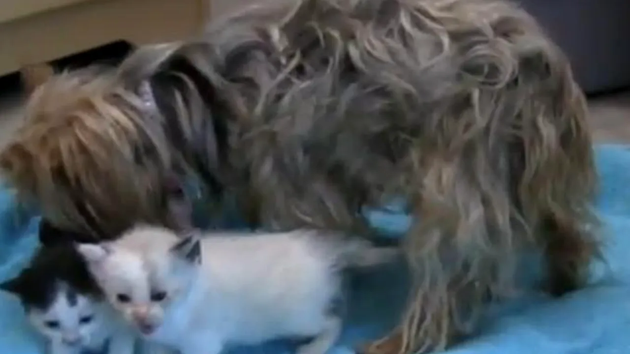 DRAGOSTE FĂRĂ LIMITE: O căţeluşă a adoptat cinci pisoi orfani - VIDEO