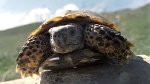A MURIT una dintre cele mai RARE ţestoase din lume. Câte exemplare din aceeaşi specie se mai află în viaţă | VIDEO