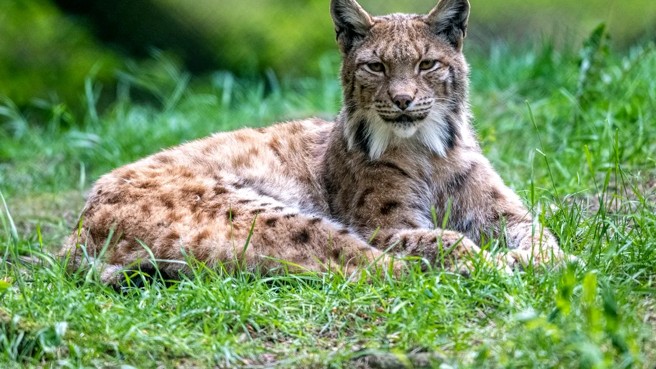 Imagini rare cu un râs surprins de camera de supraveghere. Felina patrula printr-o pădure din Caraş - Severin