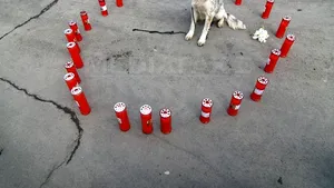 Campanie pentru susţinerea sterilizării câinilor fără stăpân. ONG: Dacă vor fi sterlizaţi, în cinci ani nu vor mai fi câini pe stradă