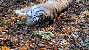 Îngrijitorul vinovat de scăparea tigrului de la Grădina Zoologică din Sibiu a fost concediat