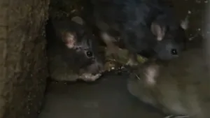 Şobolani filmaţi în curtea interioară a Spitalului Judeţean Argeş - VIDEO