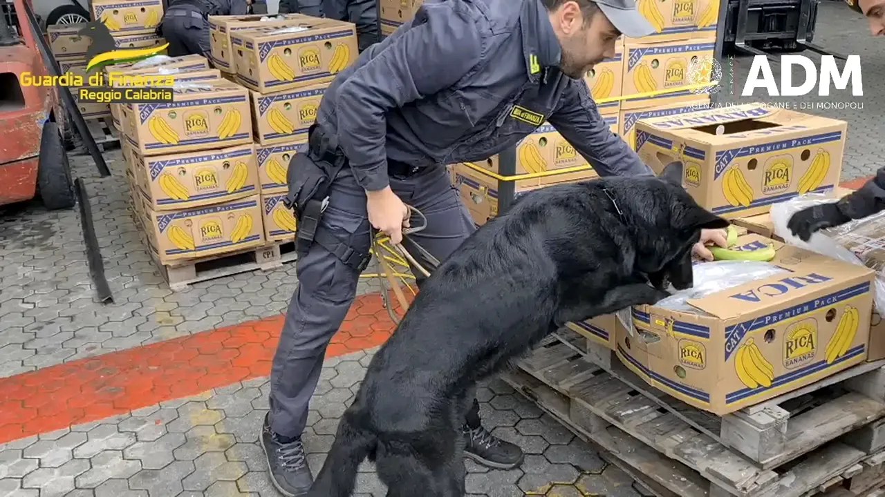 Grecia: Cocaină de 3,2 milioane de euro găsită în containere încărcate cu banane