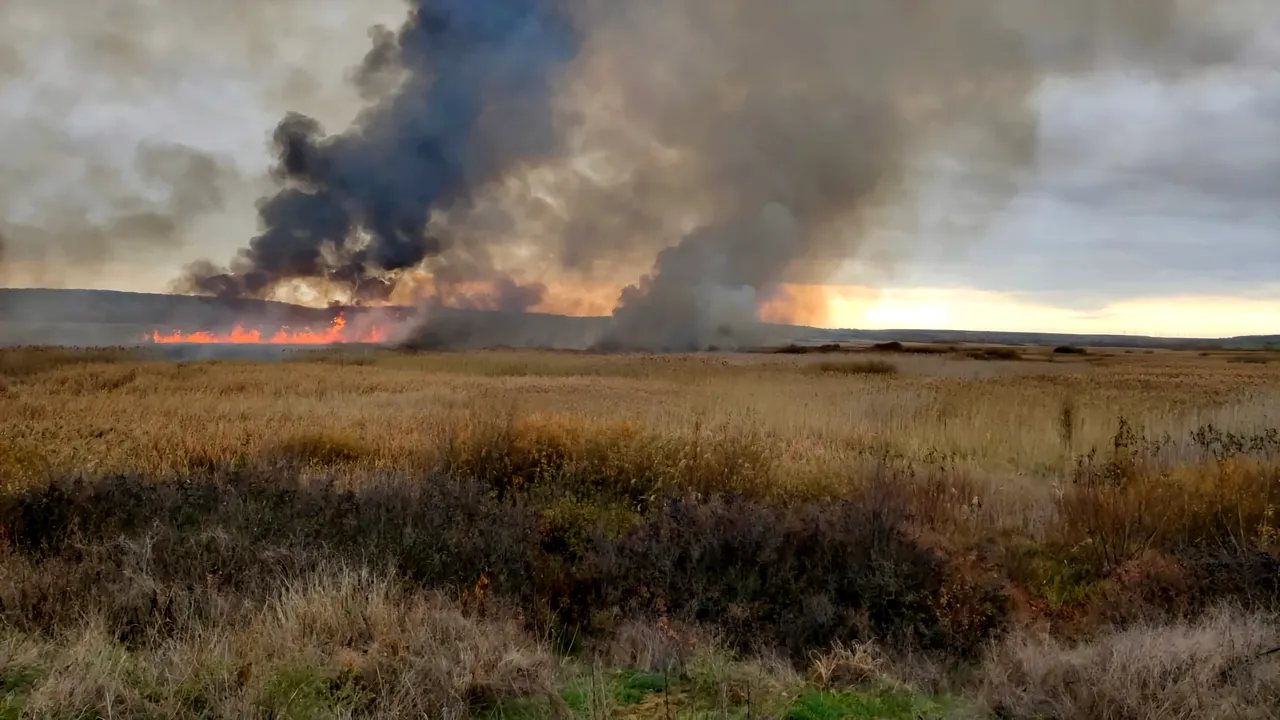 Incendiu de vegetaţie şi stuf izbucnit în Delta Neajlovului. Ard circa 60 de hectare