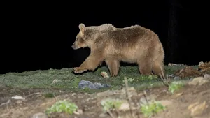 Vânătorii suedezi au împuşcat 150 de urşi bruni în primele zile ale vânătorii. Ecologiştii au descris vânătoarea drept. „măcel pur”. Autorităţile spun că este necesară pentru a menţine o populaţie viabilă