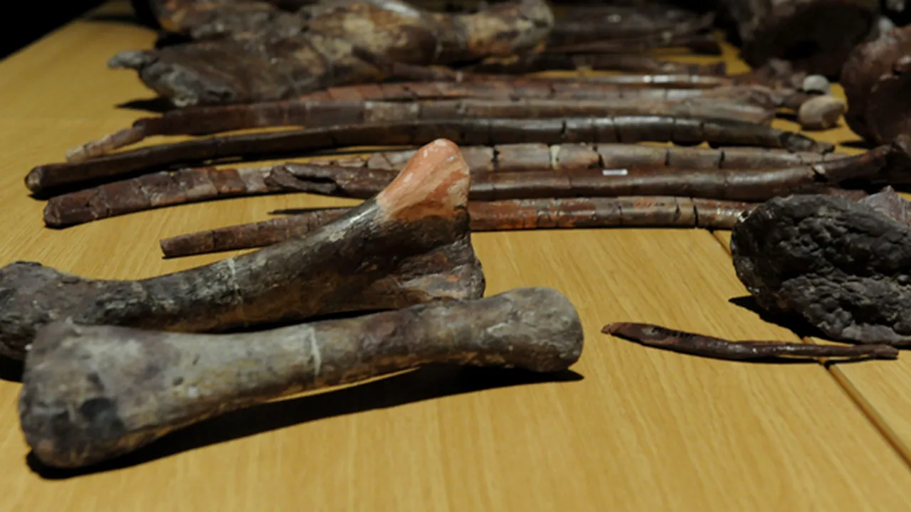 O nouă specie de dinozaur, descoperită în Africa de Sud