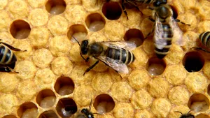 Romanian Beekeepers To Receive EUR7M In Subsidies Annually