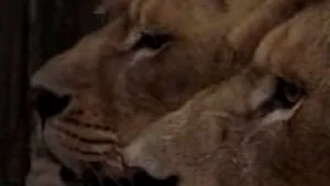 Patru lei transferaţi din Bacău în Africa