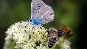 Șapte flori ușor de întreținut ce vor crește biodiversitatea din grădină