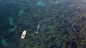 Cursă contra cronometru: O balenă cenuşie înfometată încercă să iasă din Marea Mediterană după ce s-a rătăcit. Cum explică biologii situaţia