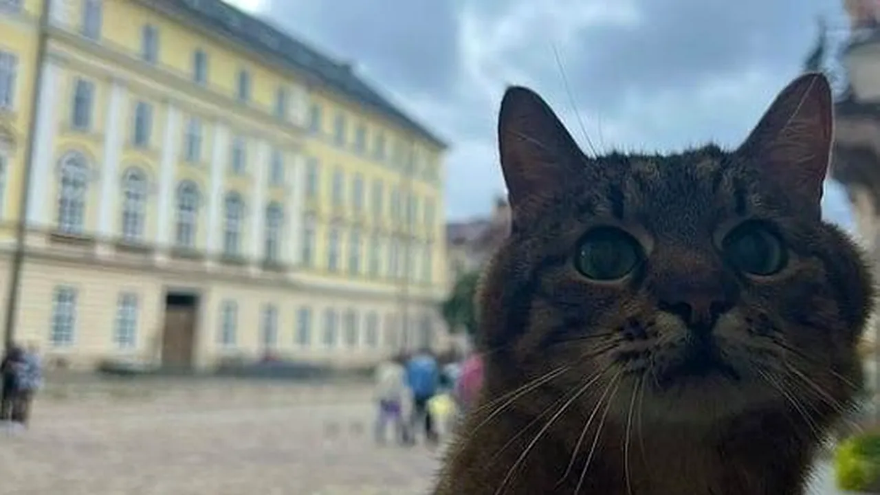 Cea mai populară pisică din Ucraina, fugită din calea bombelor, a revenit în ţară