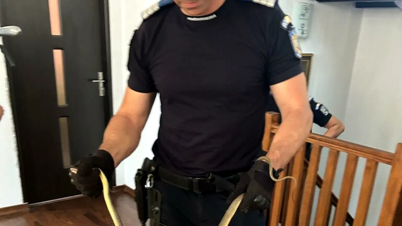 Șarpe găsit în baia unei locuințe din Piatra Olt – jandarmii au intervenit și l-au capturat