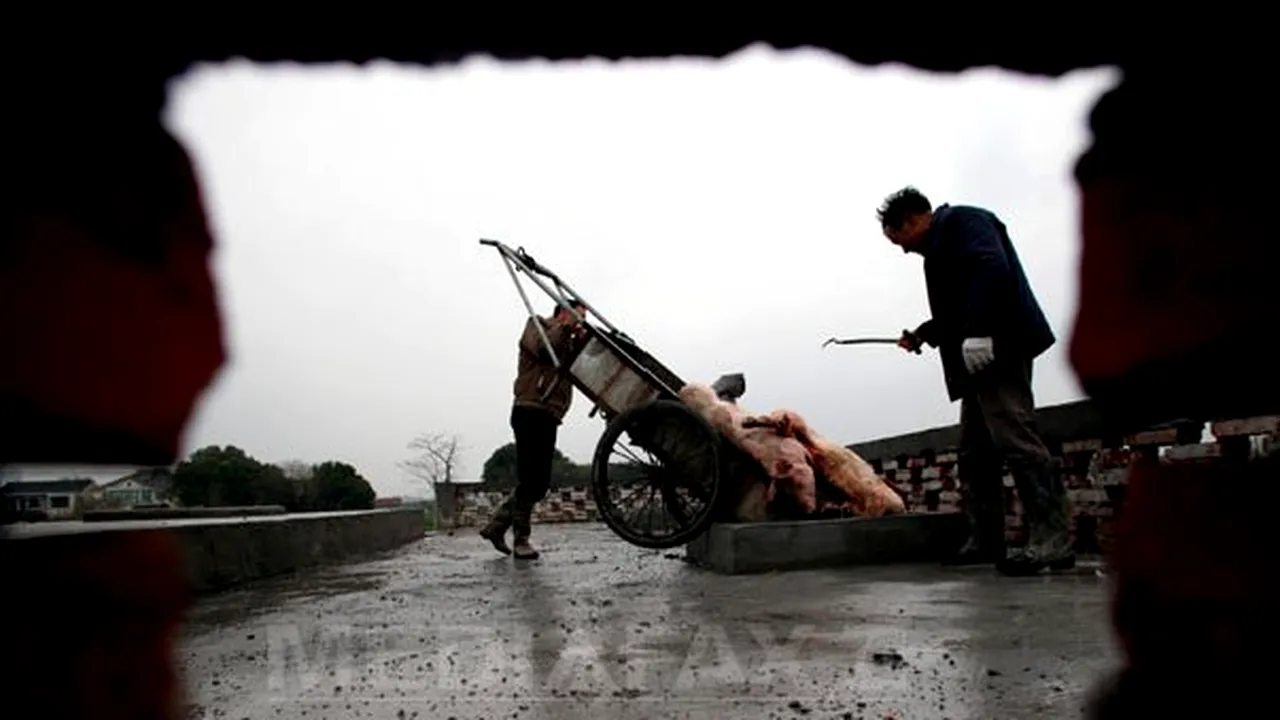 Peste 13.000 de porci morţi, descoperiţi în apele râului Huangpu din Shanghai