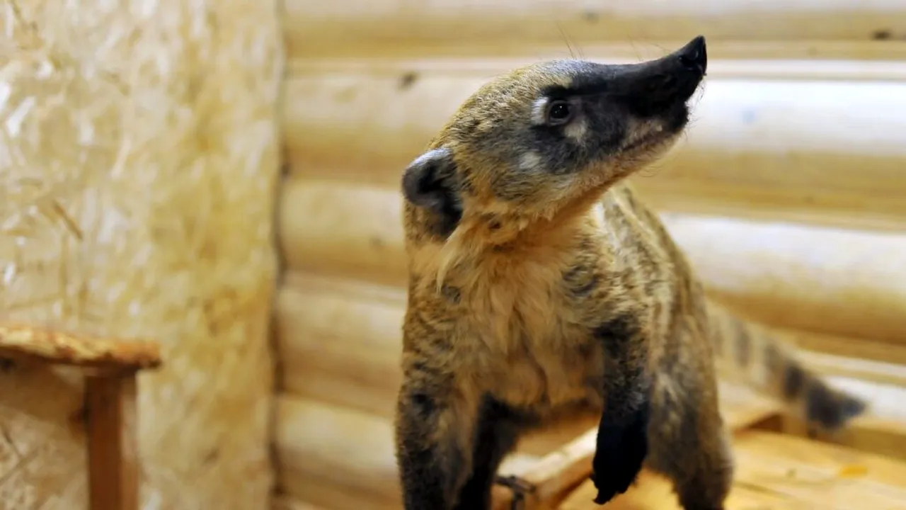 L-au adus ca animal de companie cu ani în urmă, iar acum este o specie invazivă care amenință ecosistemele și fauna nativă din Spania