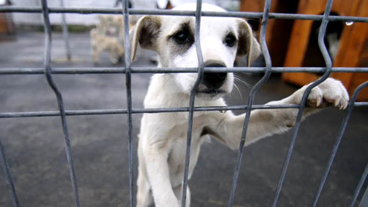 Romania’s Law On Stray Dogs To Be Amended, Euthanasia Allowed