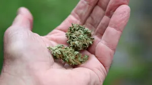 Au trimis 1,4 tone de cannabis prin curier. Zece suspecți au fost arestați în Franța și Spania