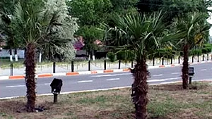 În această vară vor fi palmieri şi la Eforie