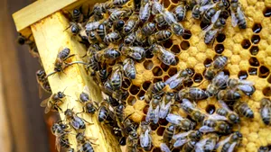 Sprijin dat apicultorilor: 15 euro pentru fiecare familie de albine înregistrată