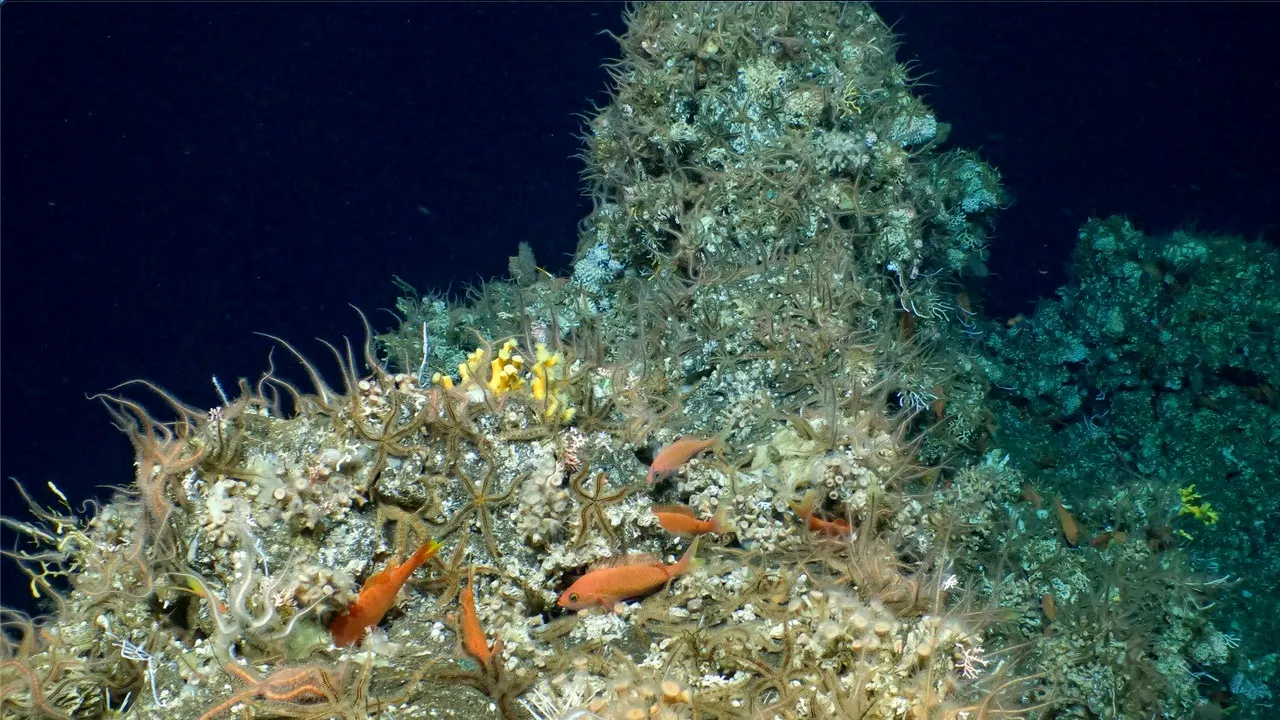 Un recif de corali a fost descoperit în apropierea Insulelor Galapagos 